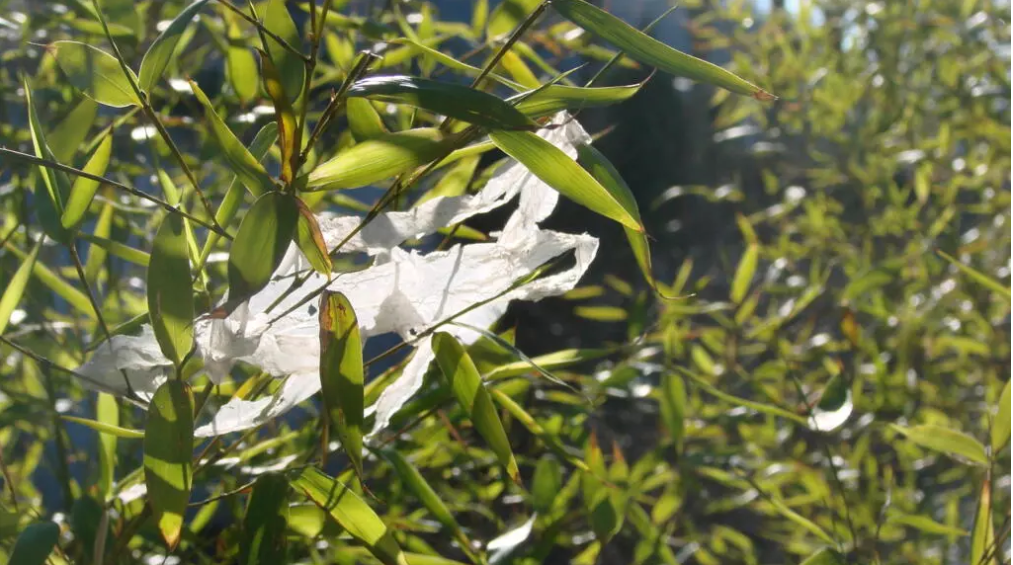 screenshot 2026 01 15 142121